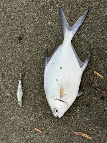 メッキの釣果