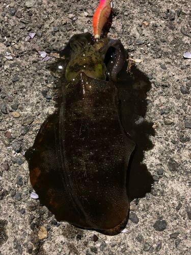 岩瀬漁港