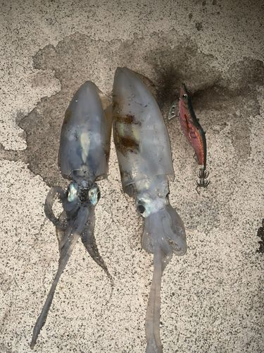 アオリイカの釣果