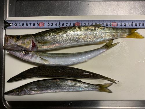 カマスの釣果