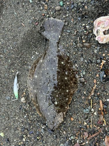 ヒラメの釣果