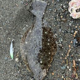 ヒラメ