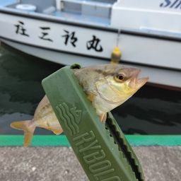 ショゴ