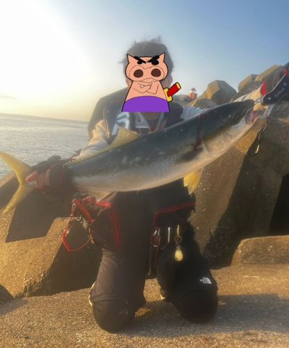 ブリの釣果