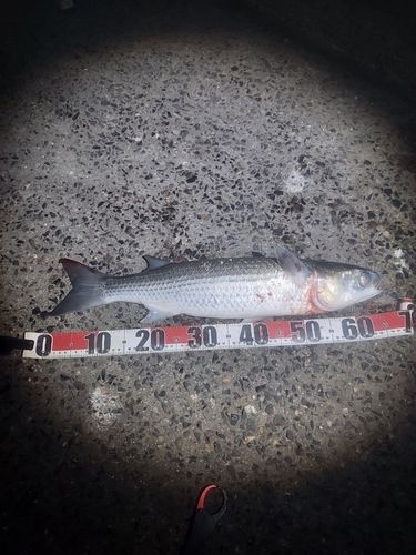 ボラの釣果