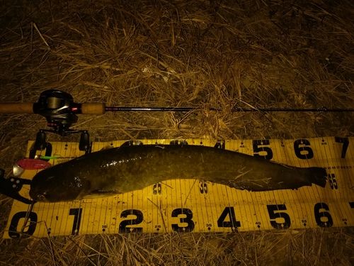 ニホンナマズの釣果