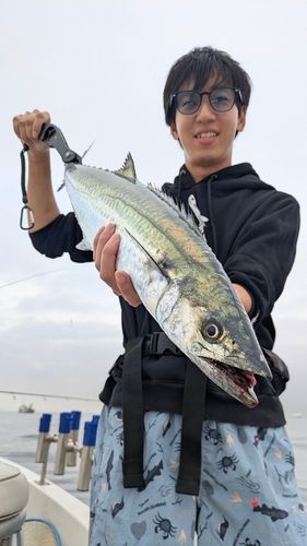 サワラの釣果