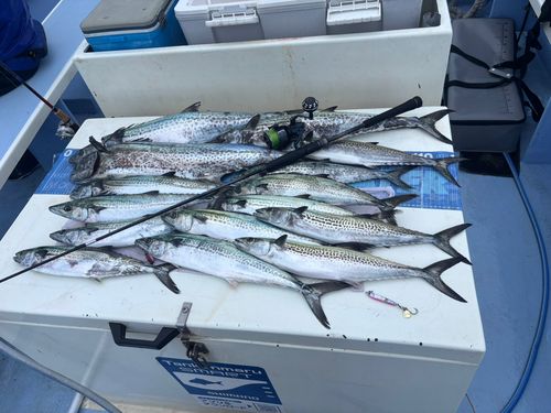 サワラの釣果