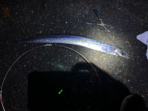 タチウオの釣果