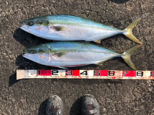 ブリの釣果