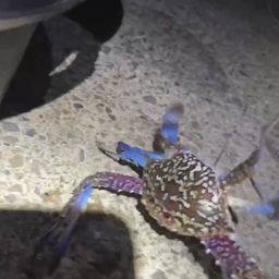 カニ