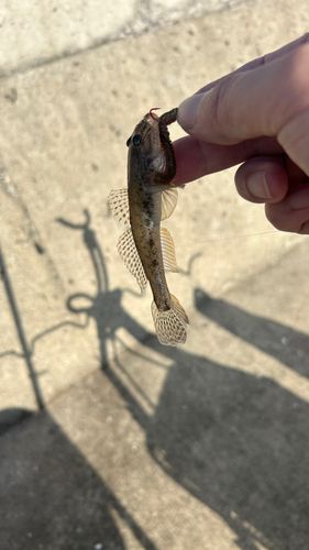 マハゼの釣果