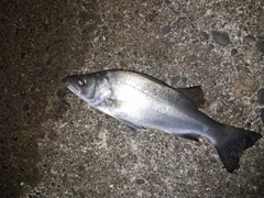 セイゴ(ヒラスズキ)の釣果