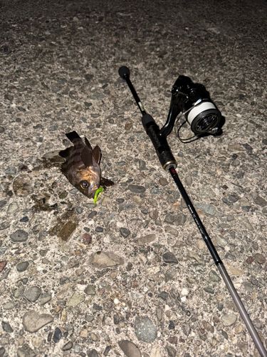 メバルの釣果
