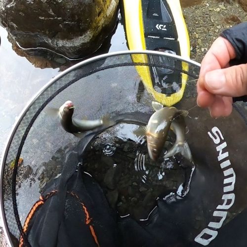 アユの釣果