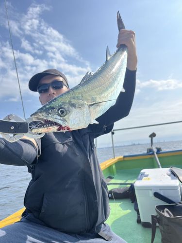 サワラの釣果