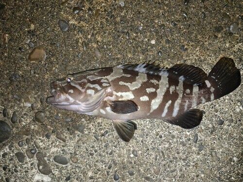 クエの釣果