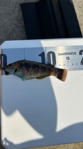 ホシササノハベラの釣果