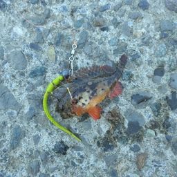 ハオコゼ