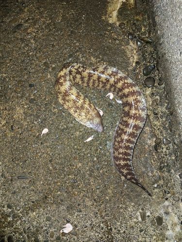 ウツボの釣果