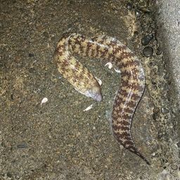ウツボ