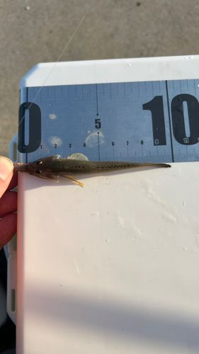 マハゼの釣果