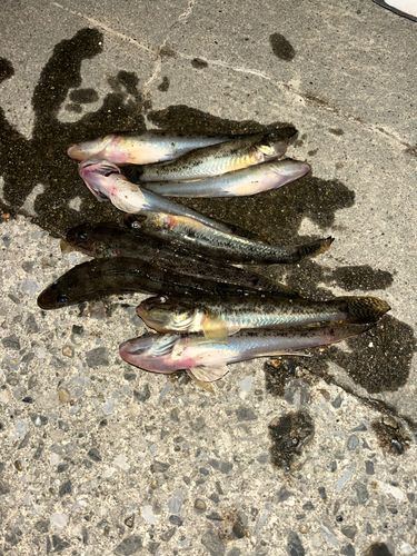 マハゼの釣果