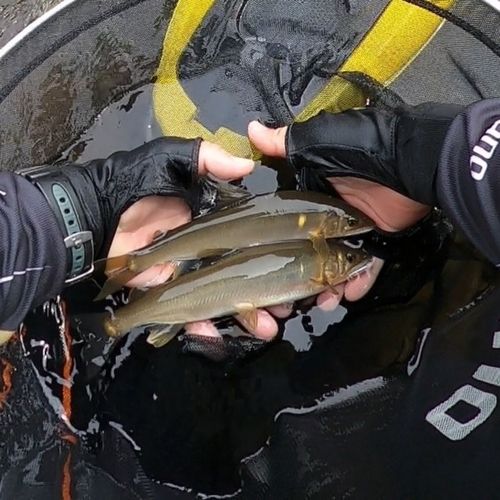 アユの釣果