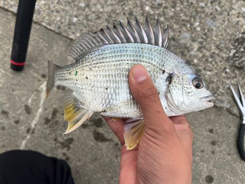 キビレの釣果