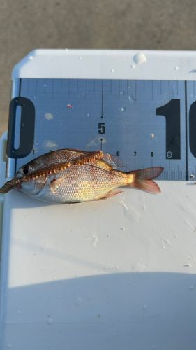 タイの釣果