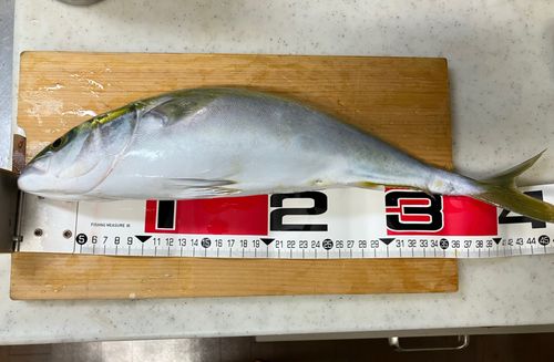 ヤズの釣果