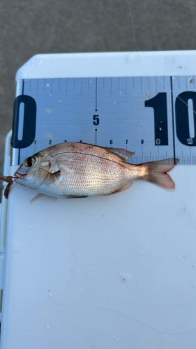タイの釣果