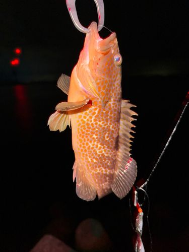 キジハタの釣果