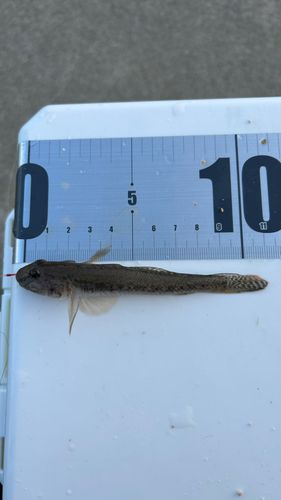 マハゼの釣果