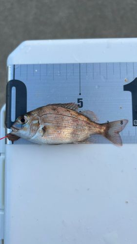タイの釣果