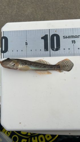 マハゼの釣果