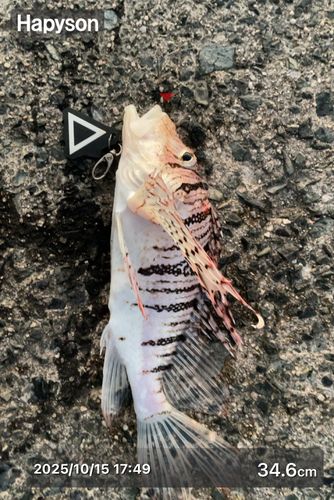 ミノカサゴの釣果