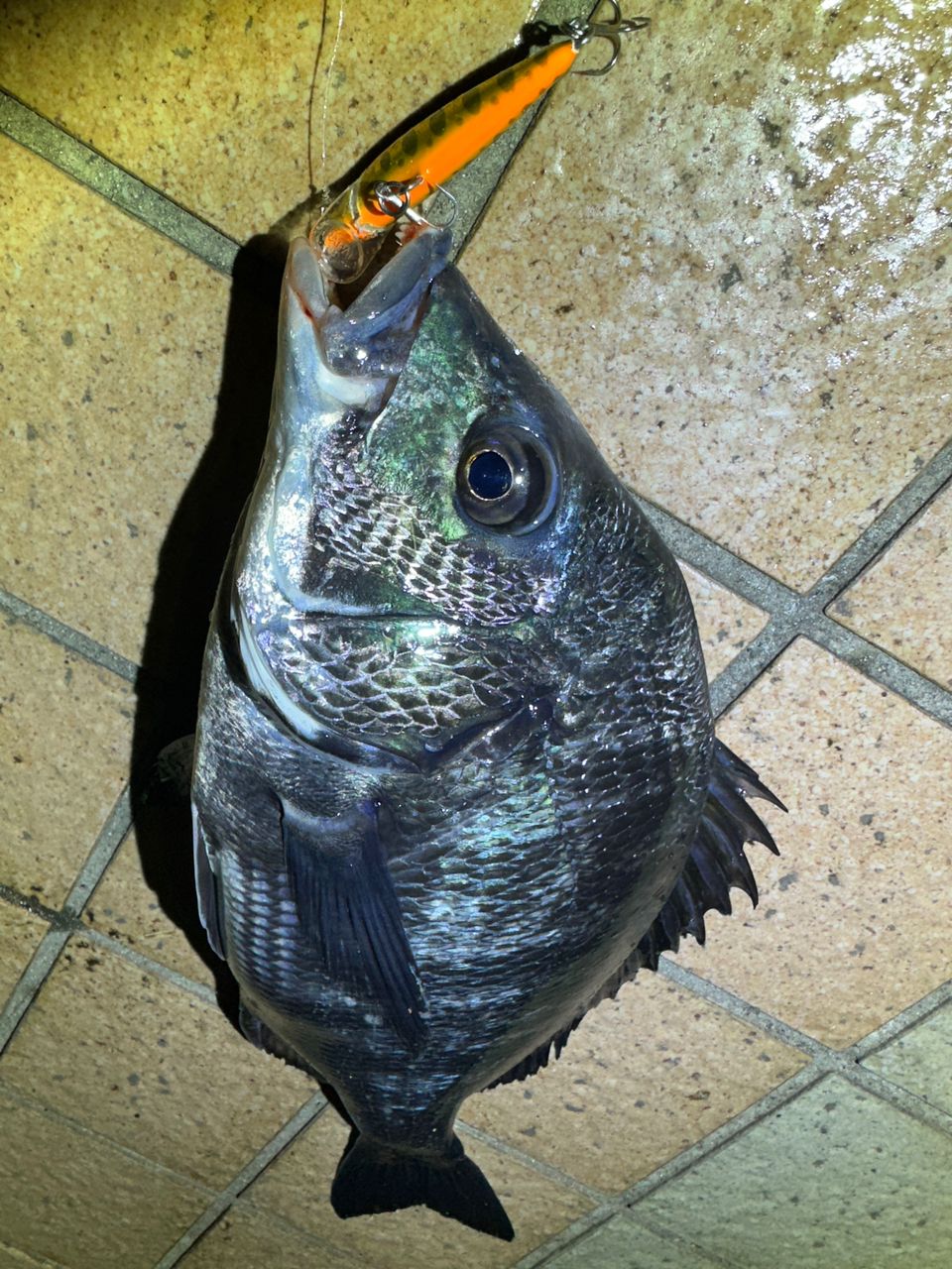 クロダイ