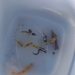 オニハタタテダイ