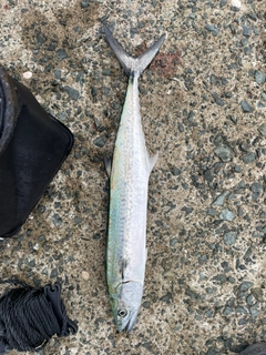 サゴシの釣果