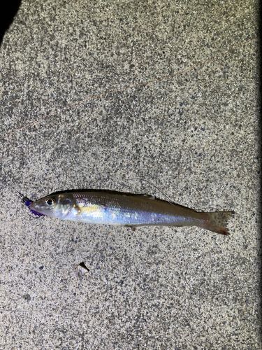 シロギスの釣果