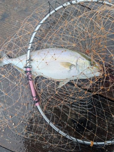 シオの釣果