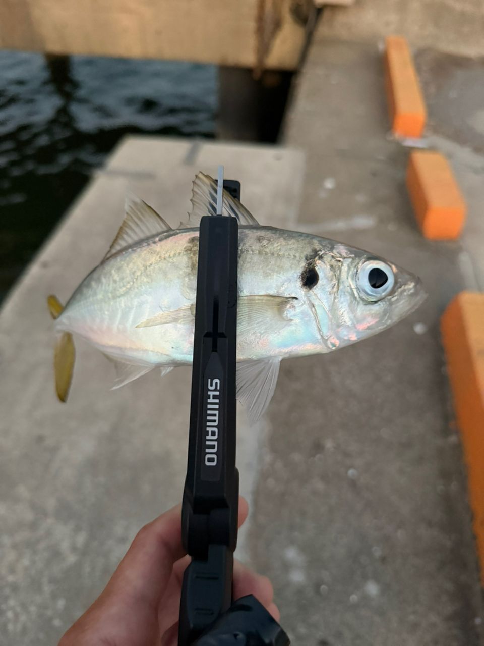 SHIMANO 20ソアレ TT アジング S64UL-Sの最安値・インプレ・釣果