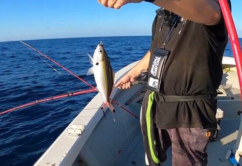 ジューマー(ヒトスジタマガシラ)の釣果