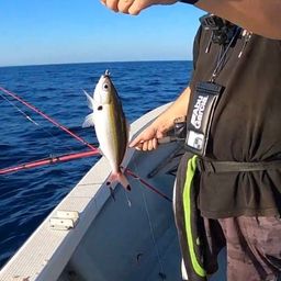 ジューマー(ヒトスジタマガシラ)