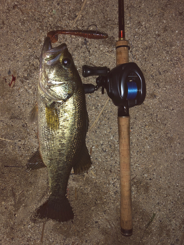 ブラックバスの釣果