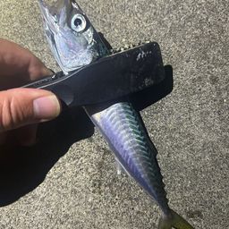 サバ