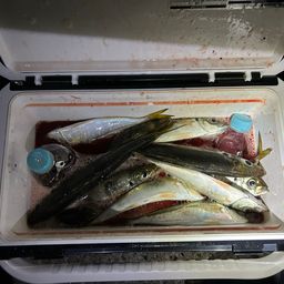アジ