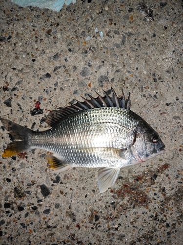 碧南海釣り公園