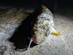 フグの釣果